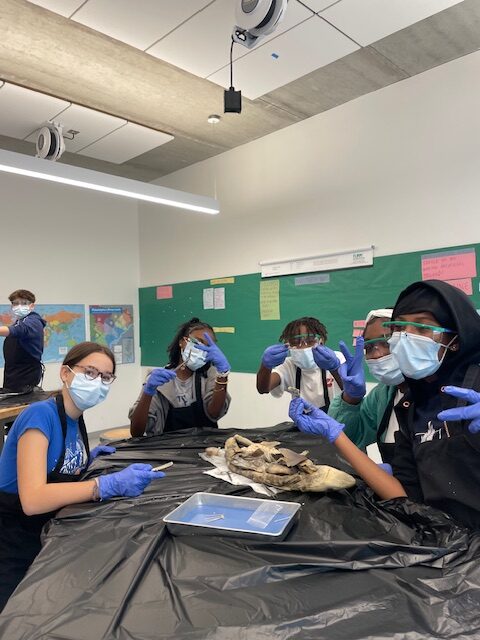 Students dissecting sharks