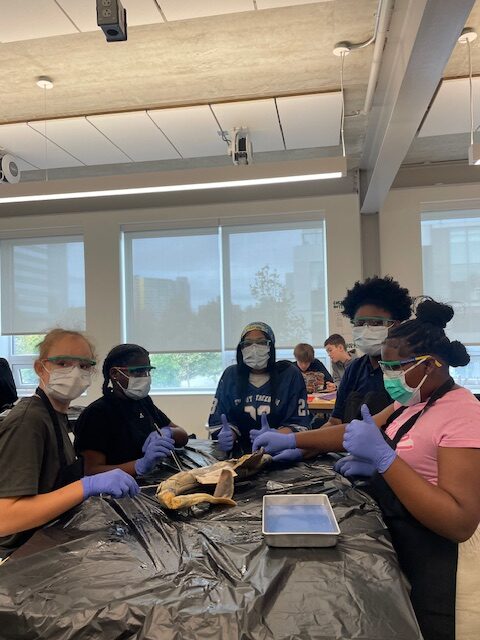 Students dissecting sharks